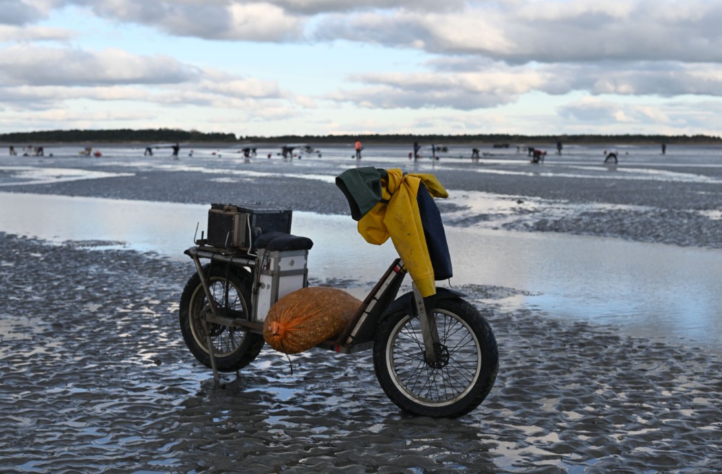 Ramassage des coques en Baie de Somme